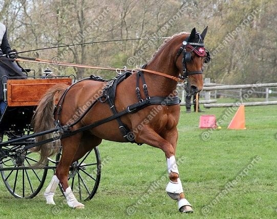 Presentation Harness